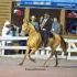 Germantown Charity Horse Show Breed Classes RH
